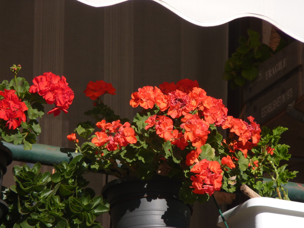 No s'ha trobat l'arxiu